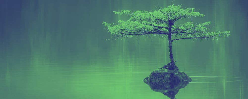 tree in the middle of a lake